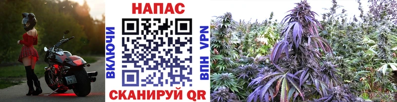купить  цена  Фрязино  Канабис SATIVA & INDICA 